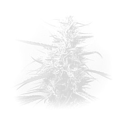 d (6)