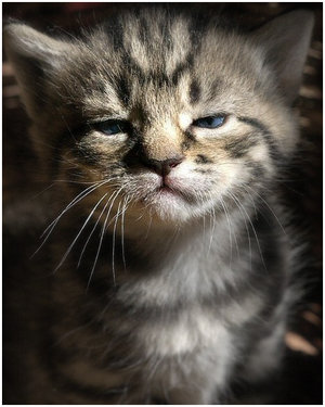 ___CAT_34____by_chochweets